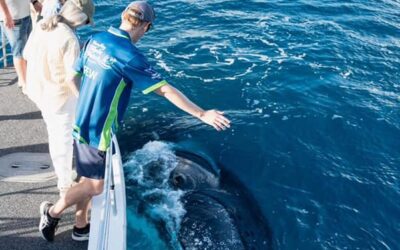 Hervey Bay Whale Watch - an  Accessible Experience. Quick Cat II is the only vessel in the Hervey Bay fleet to be wheelchair friendly