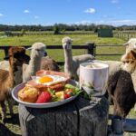 Iris Lodge Alpacas Accessible Experiences
